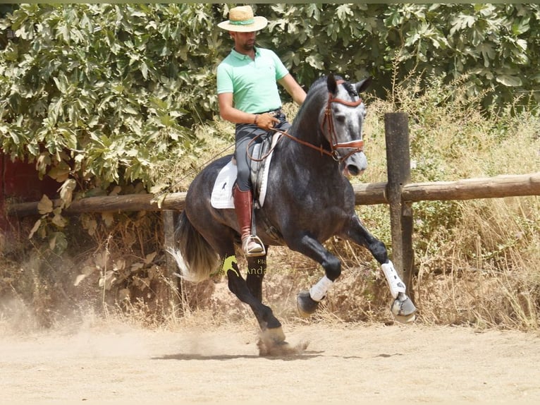 PRE Hengst 5 Jaar 164 cm Schimmel in Provinz Granada