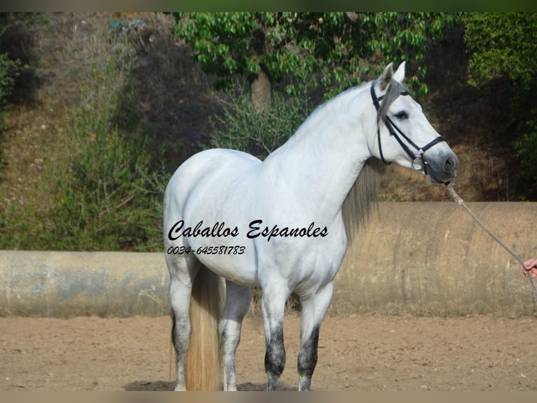 PRE Mix Hengst 5 Jaar 164 cm Schimmel in Vejer de la Frontera