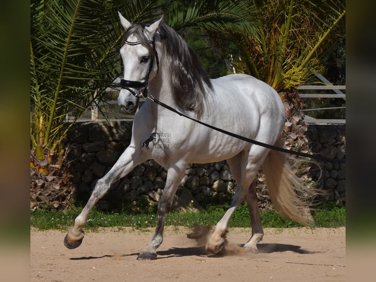 PRE Mix Hengst 5 Jaar 164 cm Schimmel in Menorca