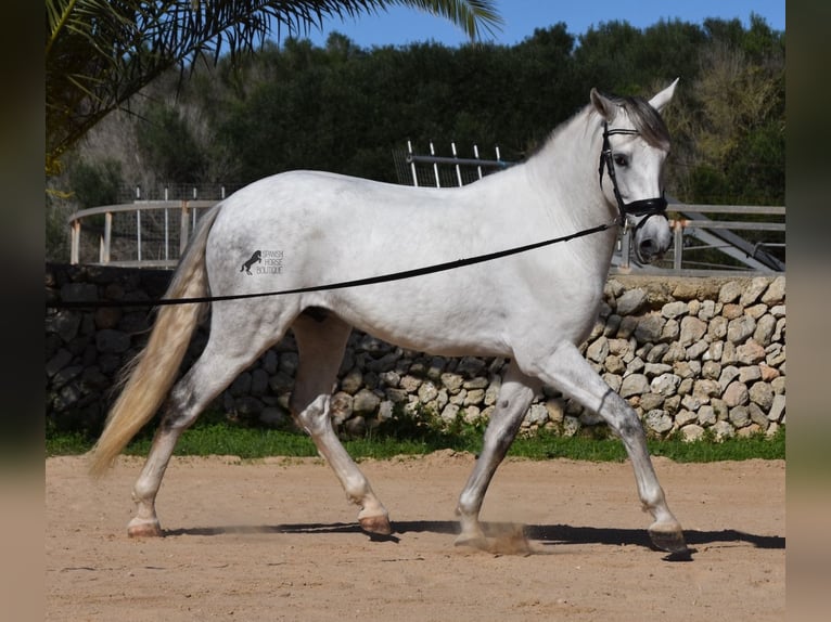 PRE Mix Hengst 5 Jaar 164 cm Schimmel in Menorca