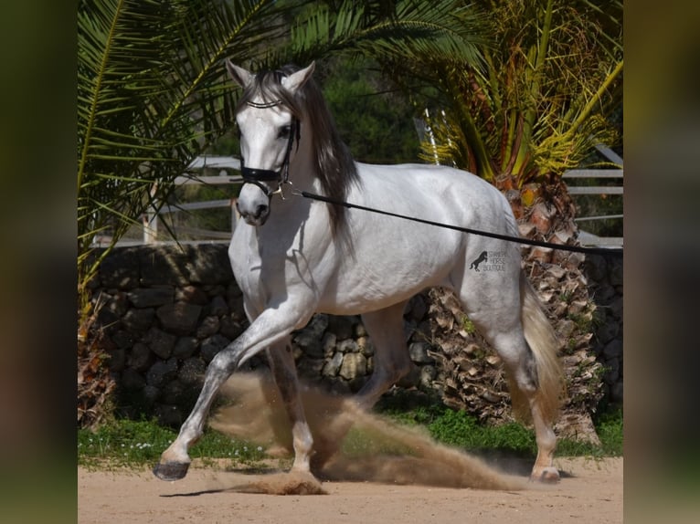 PRE Mix Hengst 5 Jaar 164 cm Schimmel in Menorca