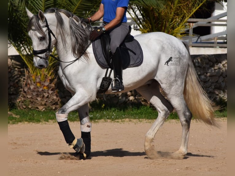 PRE Mix Hengst 5 Jaar 164 cm Schimmel in Menorca