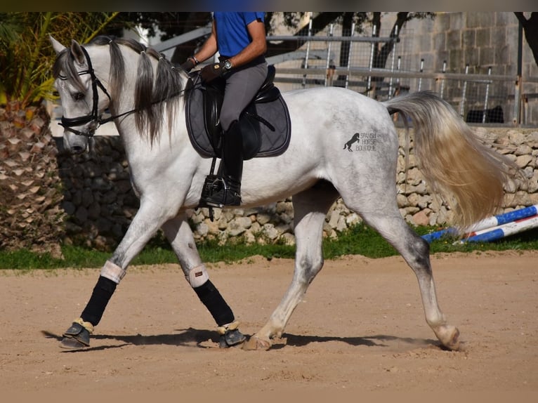 PRE Mix Hengst 5 Jaar 164 cm Schimmel in Menorca