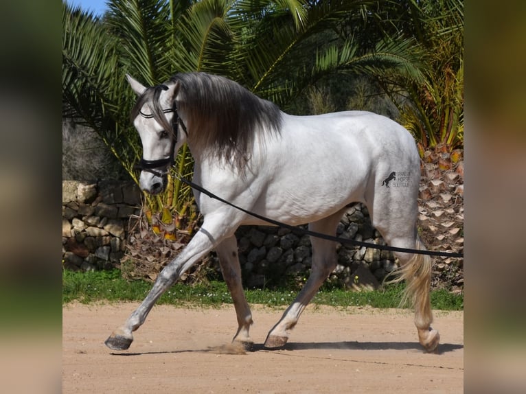 PRE Mix Hengst 5 Jaar 164 cm Schimmel in Menorca