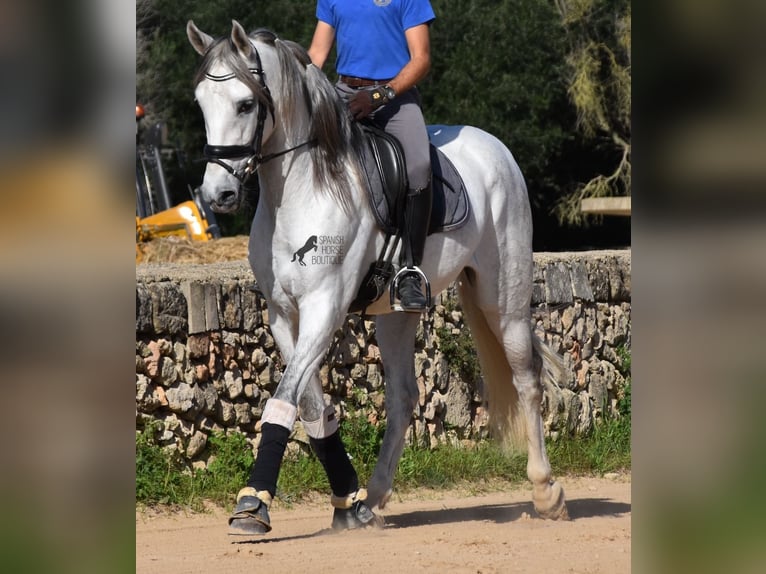 PRE Mix Hengst 5 Jaar 164 cm Schimmel in Menorca