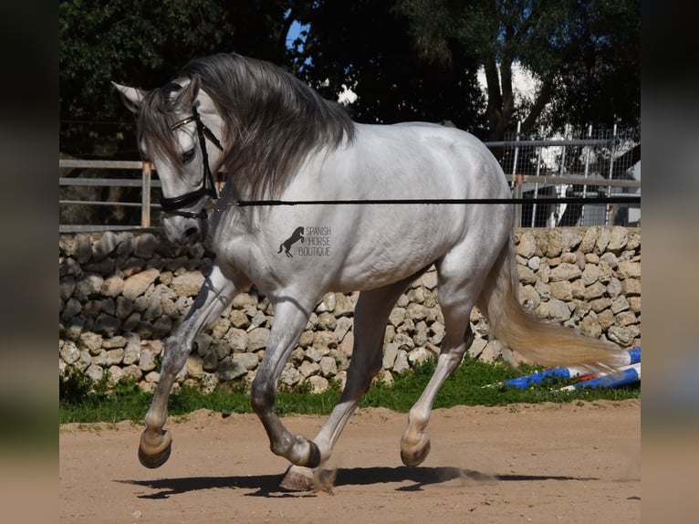 PRE Mix Hengst 5 Jaar 164 cm Schimmel in Menorca