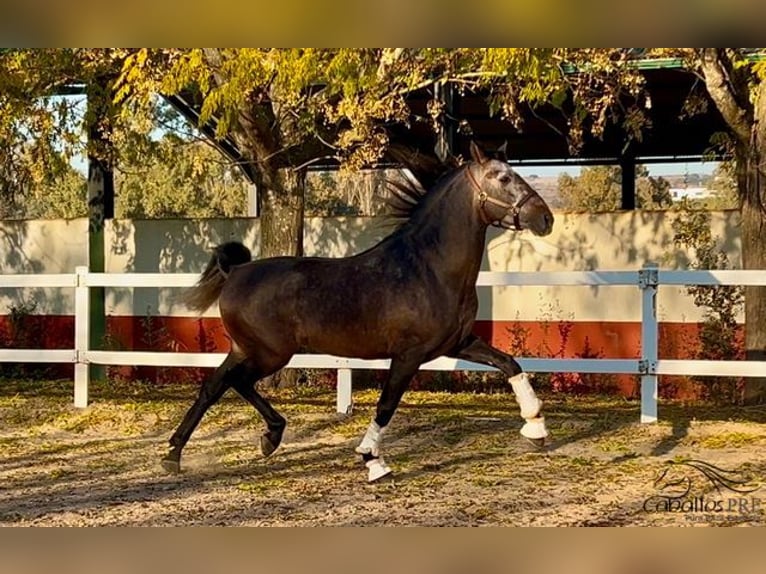 PRE Hengst 5 Jaar 164 cm Schimmel in Merida