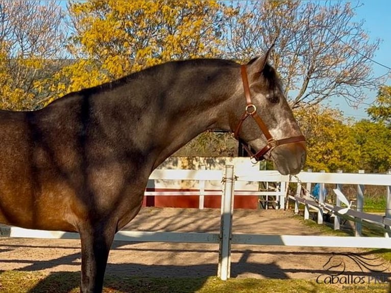 PRE Hengst 5 Jaar 164 cm Schimmel in Merida