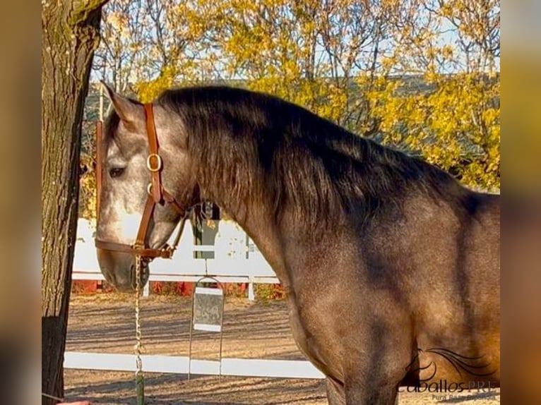 PRE Hengst 5 Jaar 164 cm Schimmel in Merida