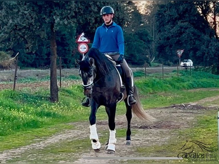 PRE Hengst 5 Jaar 164 cm Schimmel in Merida