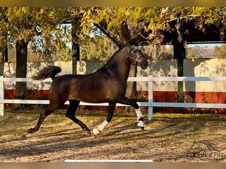 PRE Hengst 5 Jaar 164 cm Schimmel in Merida