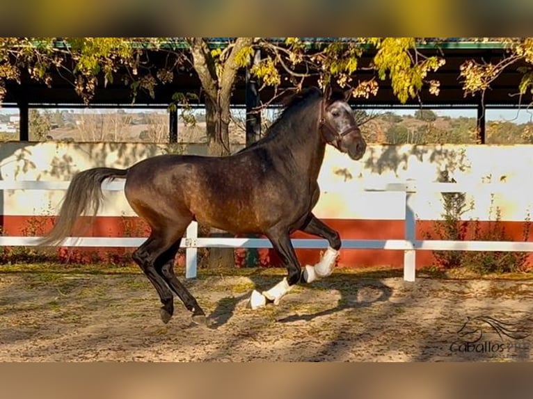 PRE Hengst 5 Jaar 164 cm Schimmel in Merida