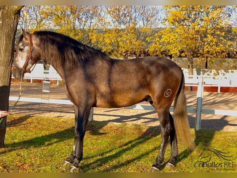 PRE Hengst 5 Jaar 164 cm Schimmel in Merida