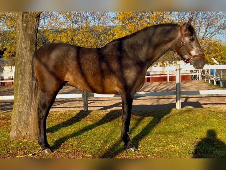 PRE Hengst 5 Jaar 164 cm Schimmel in Merida