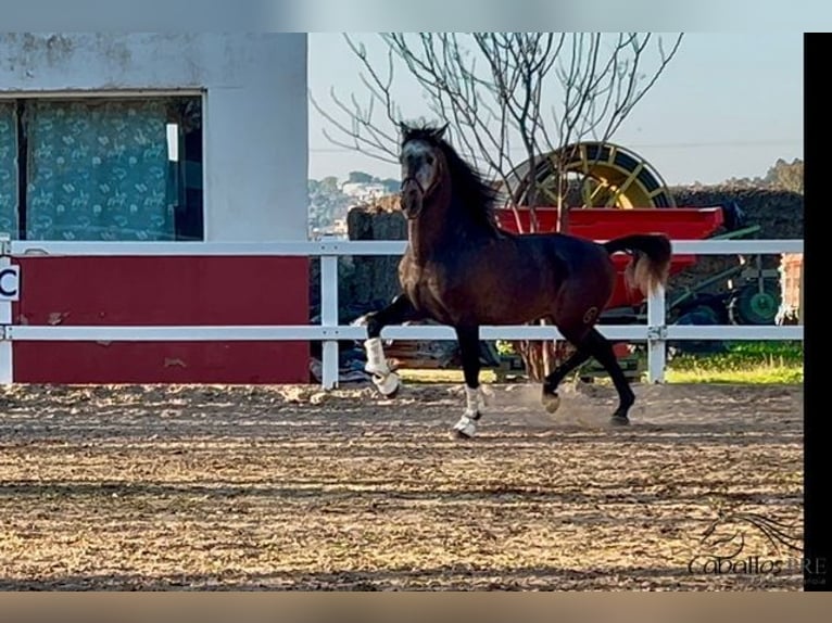 PRE Hengst 5 Jaar 164 cm Schimmel in Merida