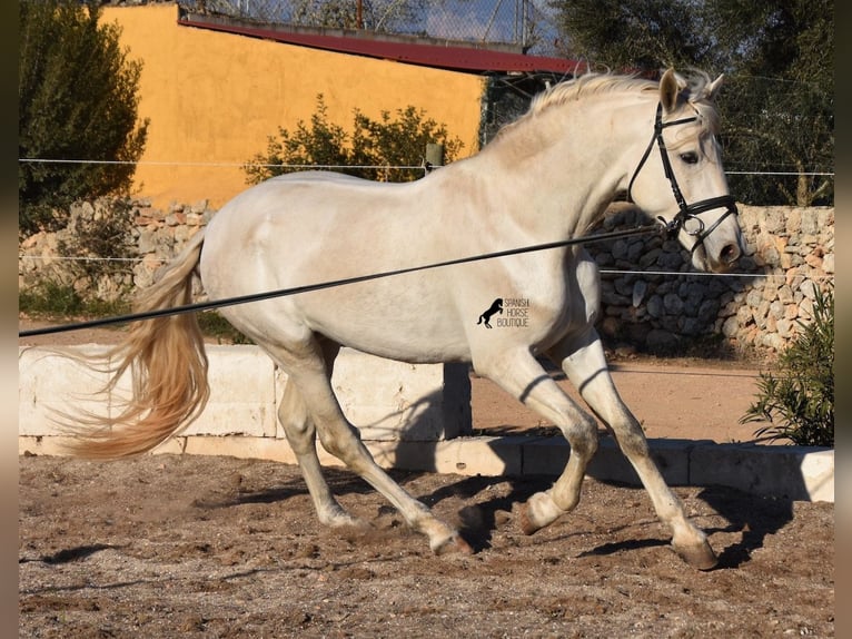 PRE Hengst 5 Jaar 164 cm Schimmel in Mallorca