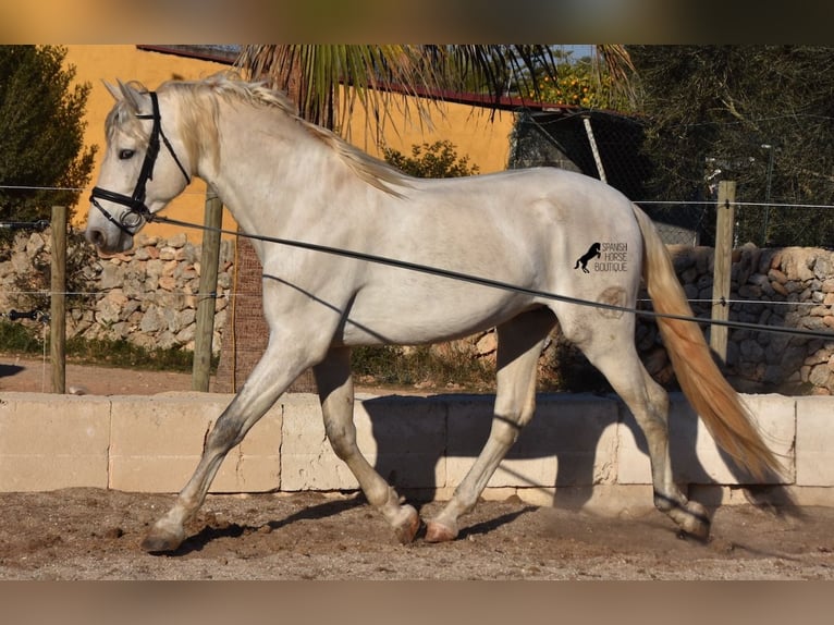 PRE Hengst 5 Jaar 164 cm Schimmel in Mallorca