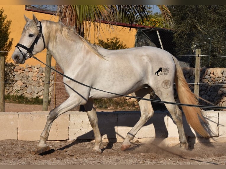 PRE Hengst 5 Jaar 164 cm Schimmel in Mallorca