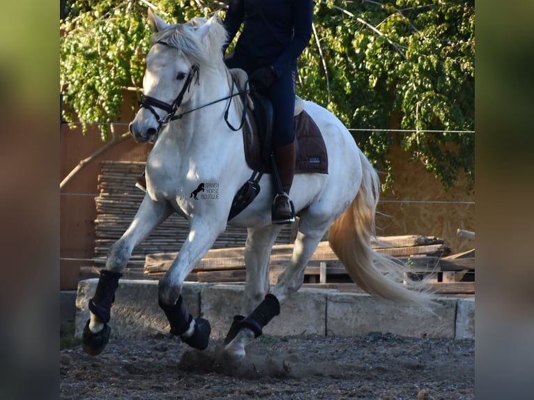 PRE Hengst 5 Jaar 164 cm Schimmel in Mallorca