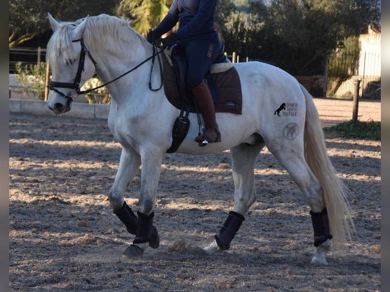 PRE Hengst 5 Jaar 164 cm Schimmel in Mallorca