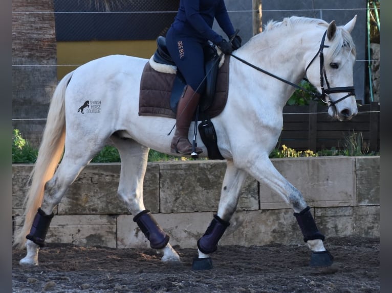 PRE Hengst 5 Jaar 164 cm Schimmel in Mallorca