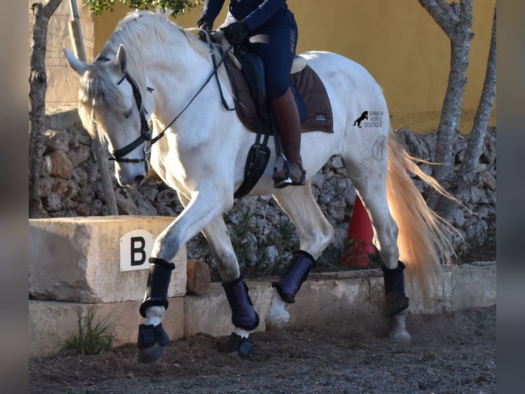 PRE Hengst 5 Jaar 164 cm Schimmel in Mallorca