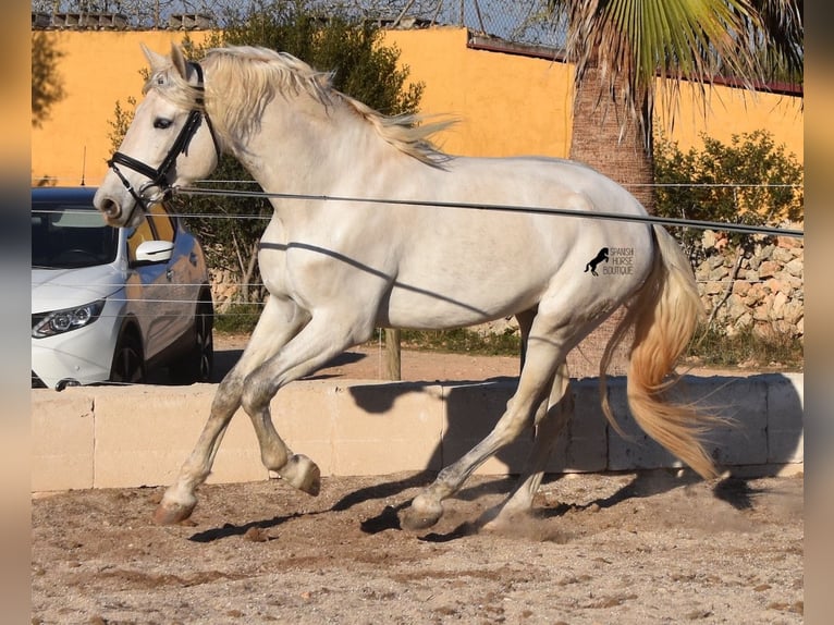 PRE Hengst 5 Jaar 164 cm Schimmel in Mallorca