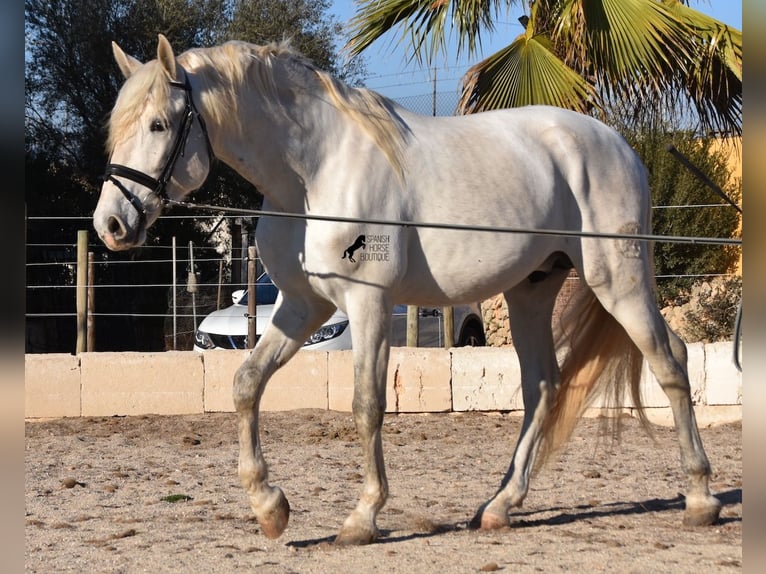 PRE Hengst 5 Jaar 164 cm Schimmel in Mallorca