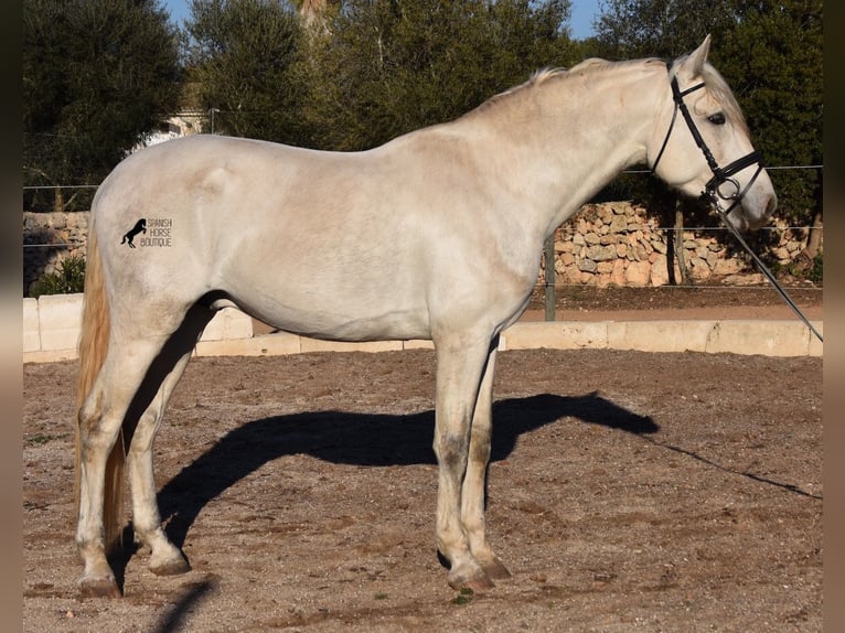 PRE Hengst 5 Jaar 164 cm Schimmel in Mallorca