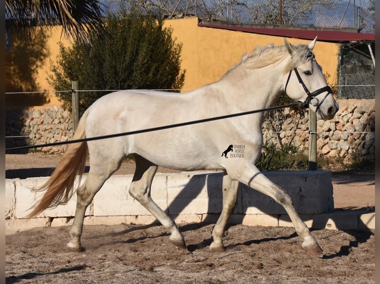 PRE Hengst 5 Jaar 164 cm Schimmel in Mallorca