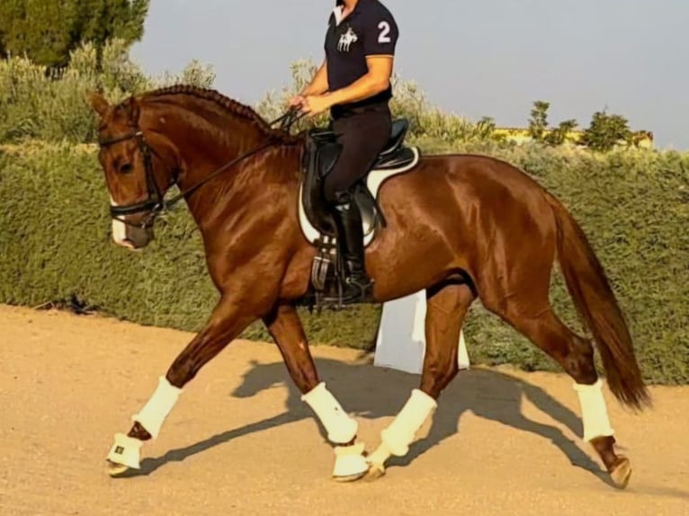 PRE Mix Hengst 5 Jaar 164 cm Vos in Navas Del Madroño