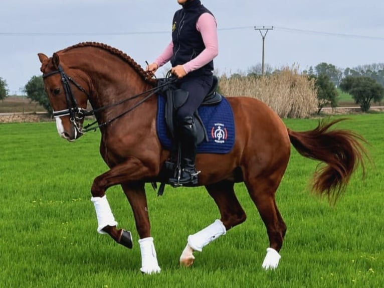 PRE Mix Hengst 5 Jaar 164 cm Vos in Navas Del Madroño