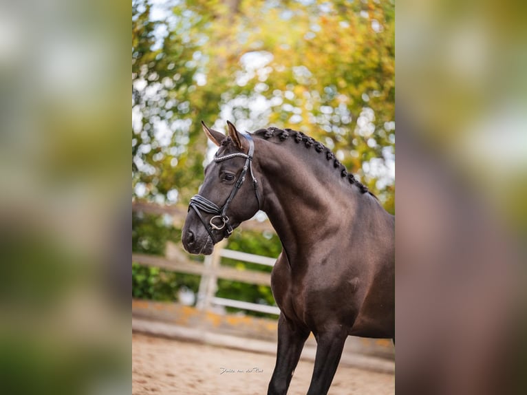 PRE Hengst 5 Jaar 164 cm Zwart in Poeldijk
