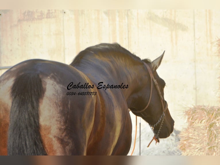 PRE Hengst 5 Jaar 164 cm Zwartbruin in Vejer de la Frontera