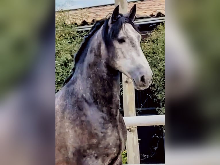 PRE Mix Hengst 5 Jaar 165 cm Appelschimmel in Sevilla