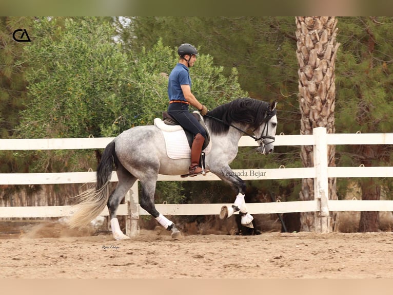 PRE Hengst 5 Jaar 165 cm Appelschimmel in Puerto Lumbreras