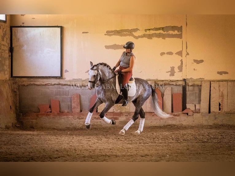 PRE Hengst 5 Jaar 165 cm Appelschimmel in Rafelguaraf