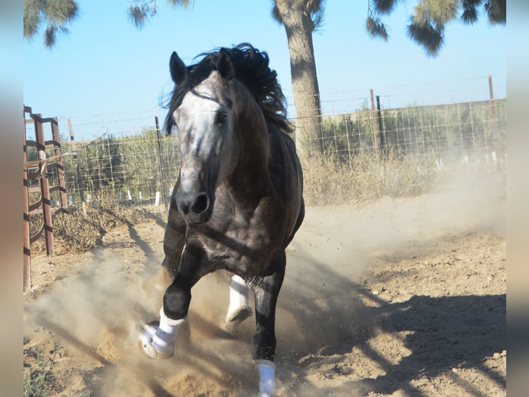 PRE Hengst 5 Jaar 165 cm Appelschimmel in Vejer de la Fronera