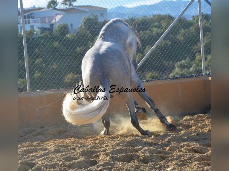 PRE Mix Hengst 5 Jaar 165 cm Appelschimmel in Vejer de la Frontera