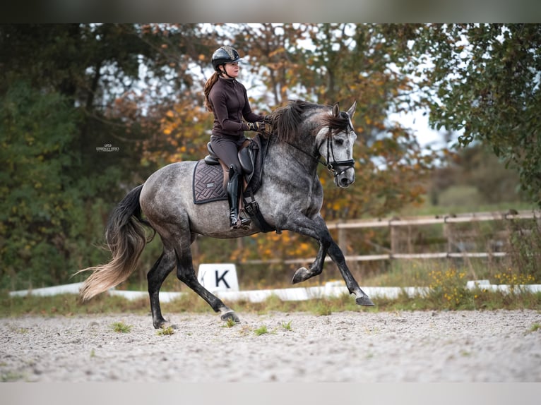 PRE Mix Hengst 5 Jaar 165 cm Blauwschimmel in Heemskerk