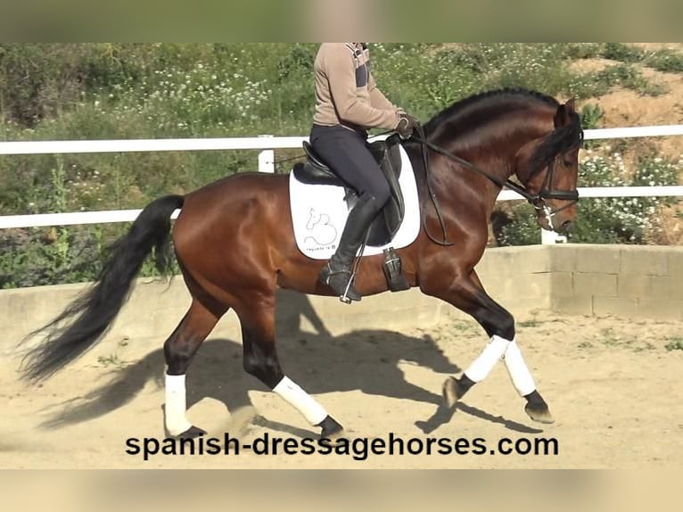 PRE Mix Hengst 5 Jaar 165 cm Bruin in Barcelona