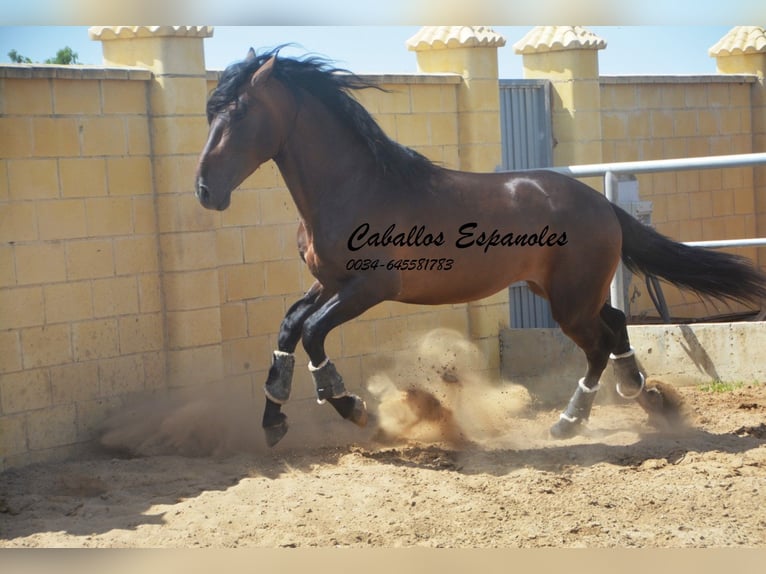 PRE Hengst 5 Jaar 165 cm Bruin in Vejer de la Frontera