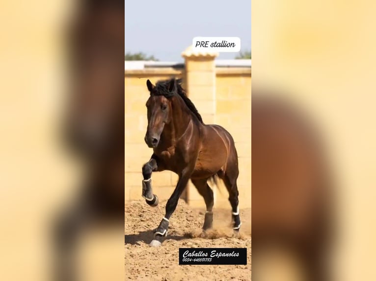 PRE Hengst 5 Jaar 165 cm Bruin in Vejer de la Frontera