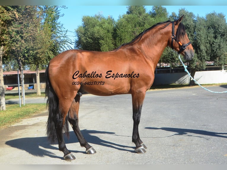 PRE Hengst 5 Jaar 165 cm Bruin in Vejer de la Frontera