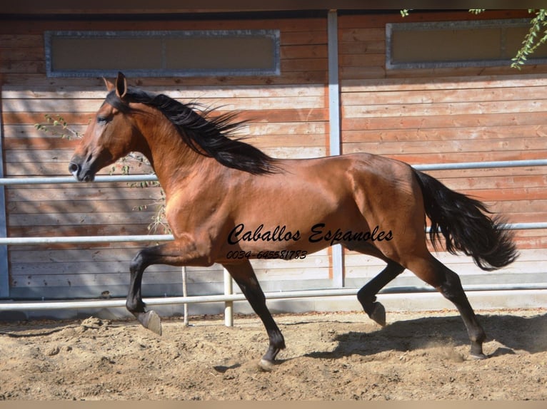 PRE Hengst 5 Jaar 165 cm Bruin in Vejer de la Frontera