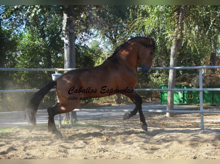 PRE Hengst 5 Jaar 165 cm Bruin in Vejer de la Frontera