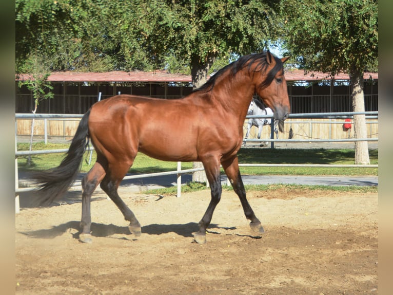 PRE Hengst 5 Jaar 165 cm Bruin in Vejer de la Frontera