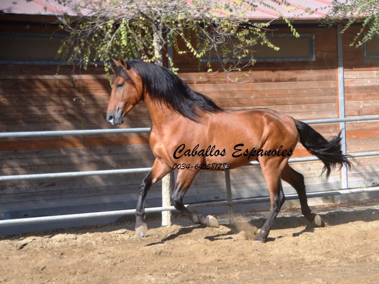 PRE Hengst 5 Jaar 165 cm Bruin in Vejer de la Frontera