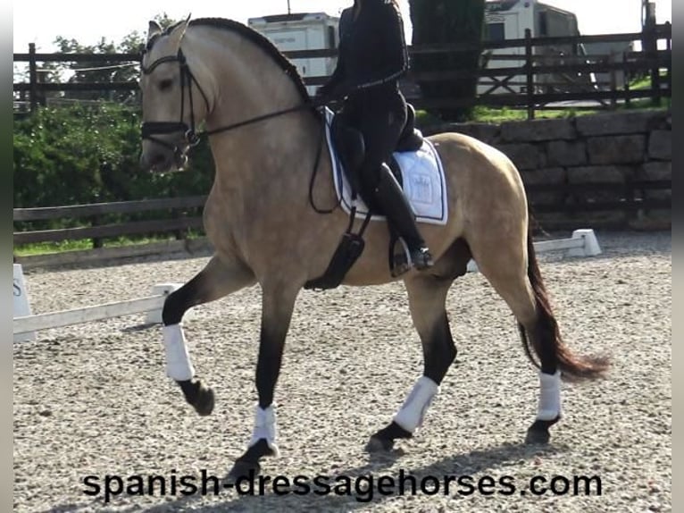 PRE Hengst 5 Jaar 165 cm Buckskin in Barcelona