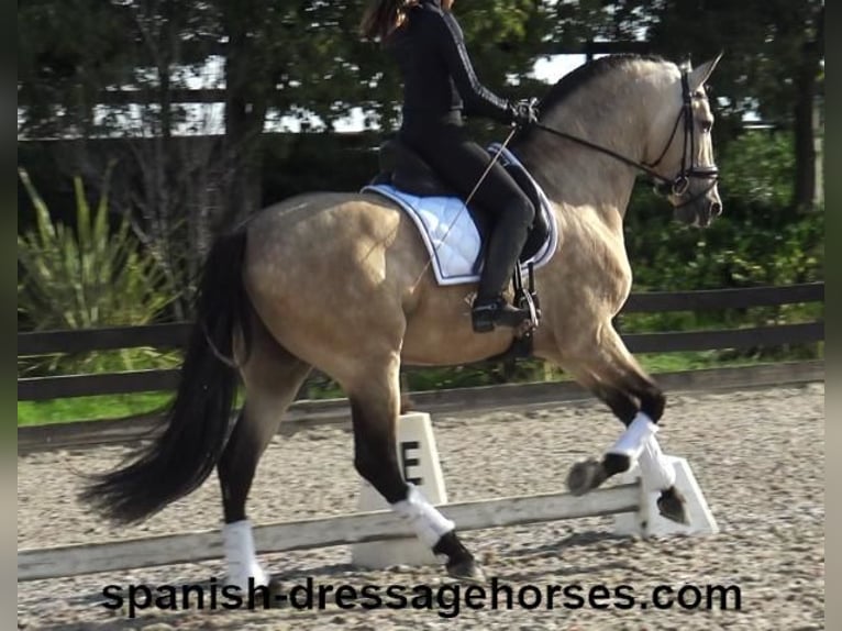 PRE Hengst 5 Jaar 165 cm Buckskin in Barcelona